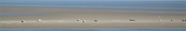 Robben auf einer Sandbank vor Cuxhaven